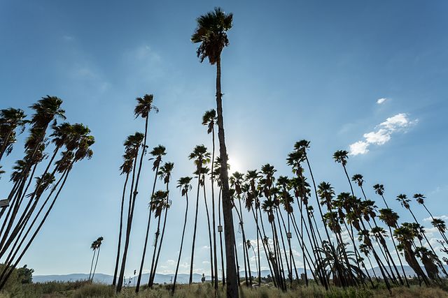 Tall skinny trees in Tirat Zvi, Israel