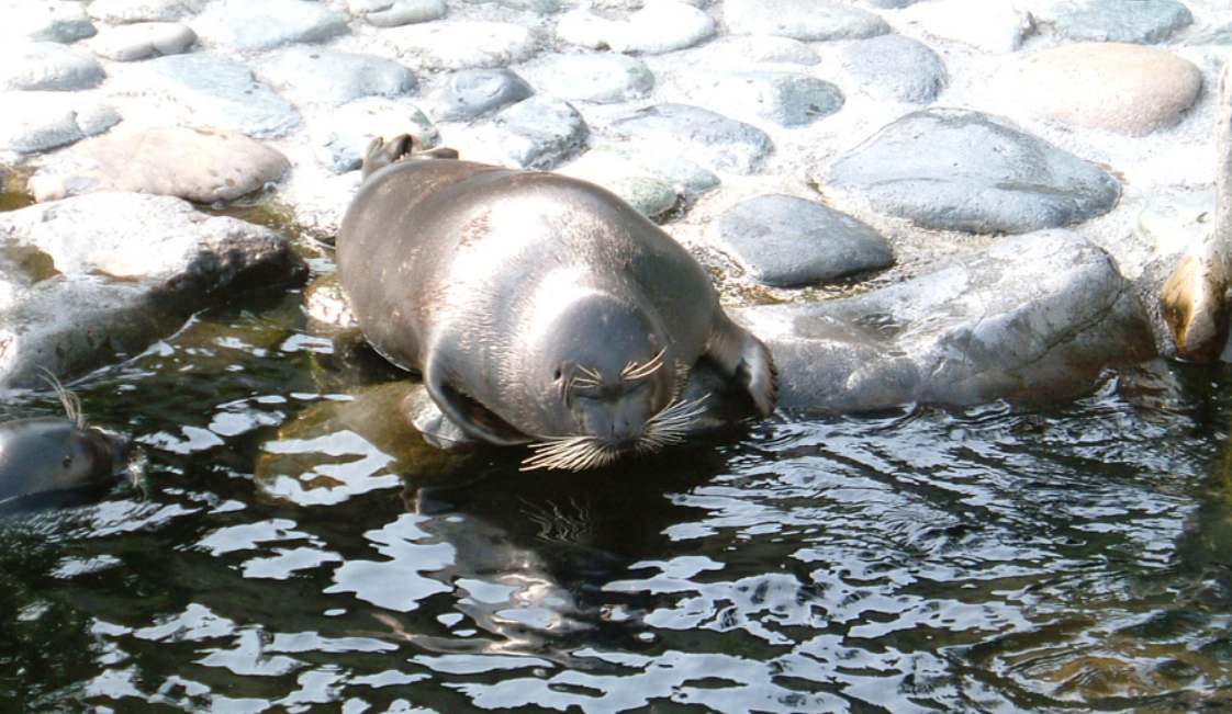Baikal Seal edge of water
