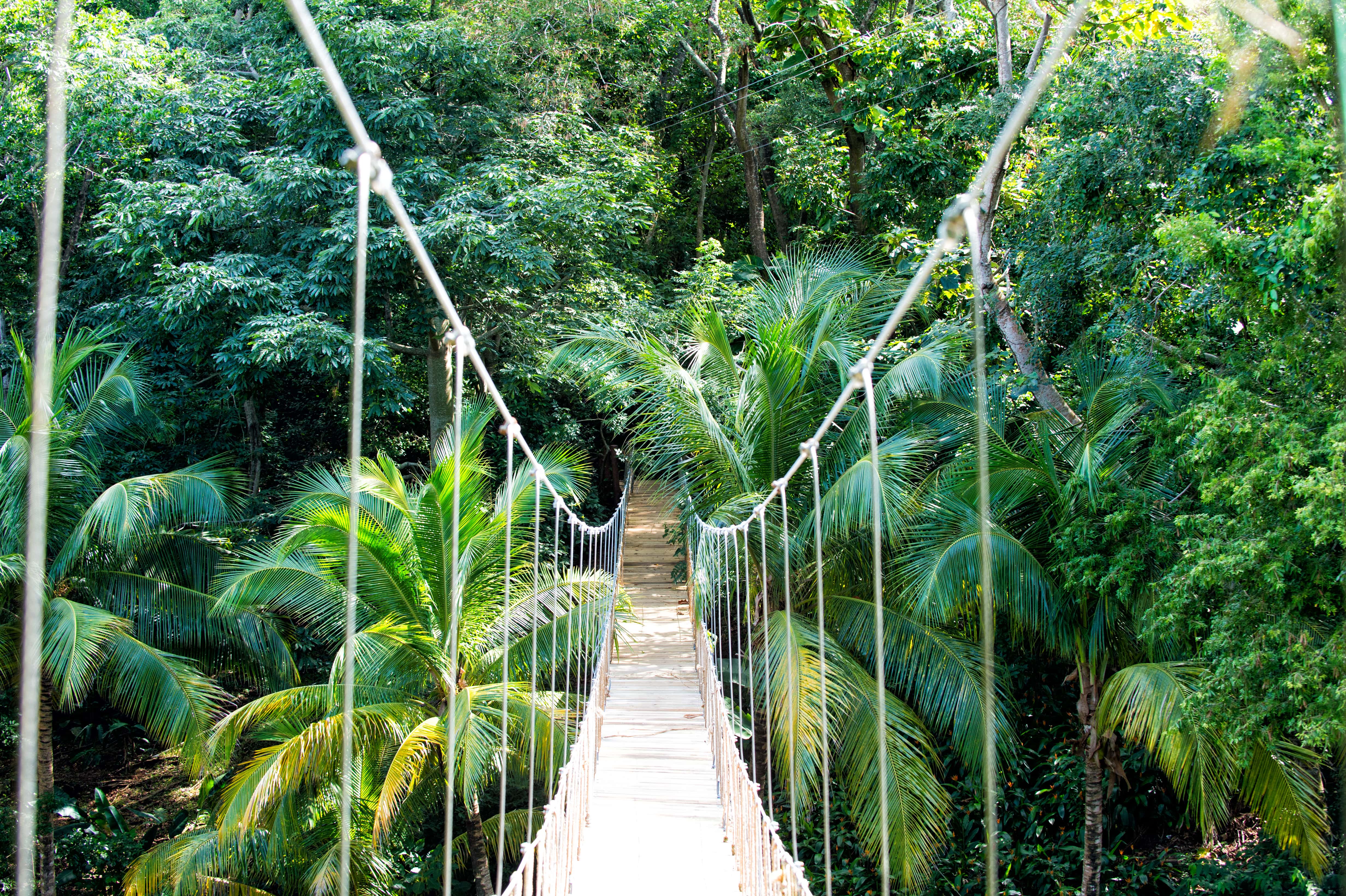 Rainforest bridge