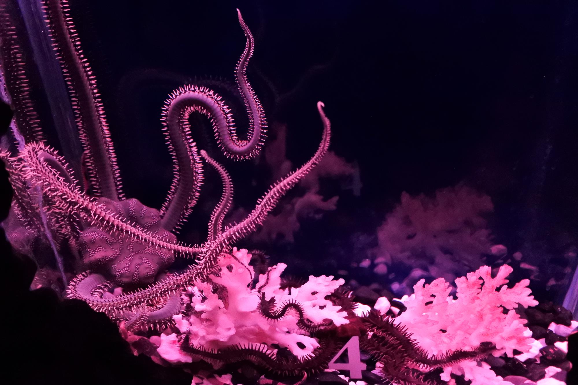 Brittle Star ocean creature