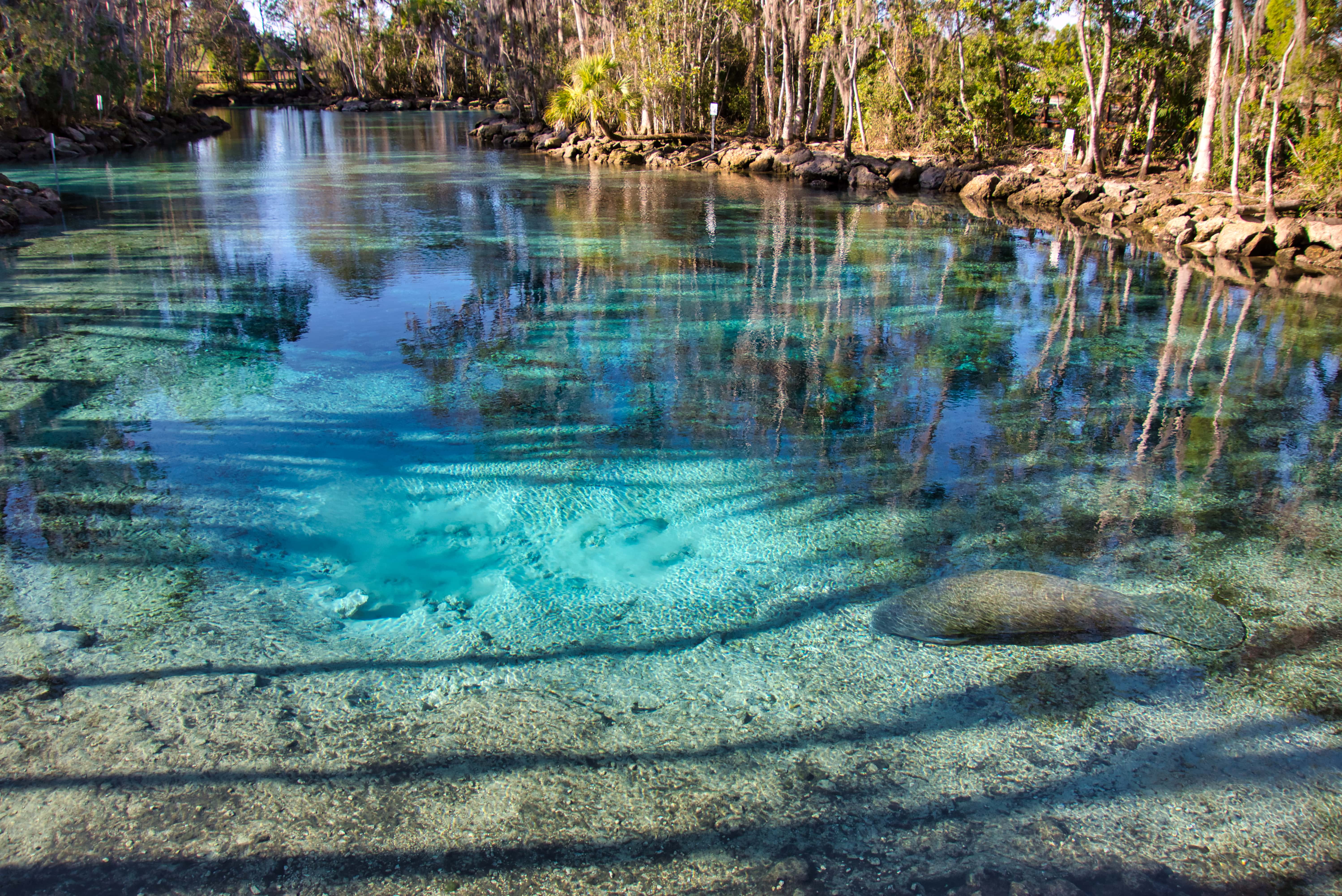 Bluewater spring in florida panhandle
