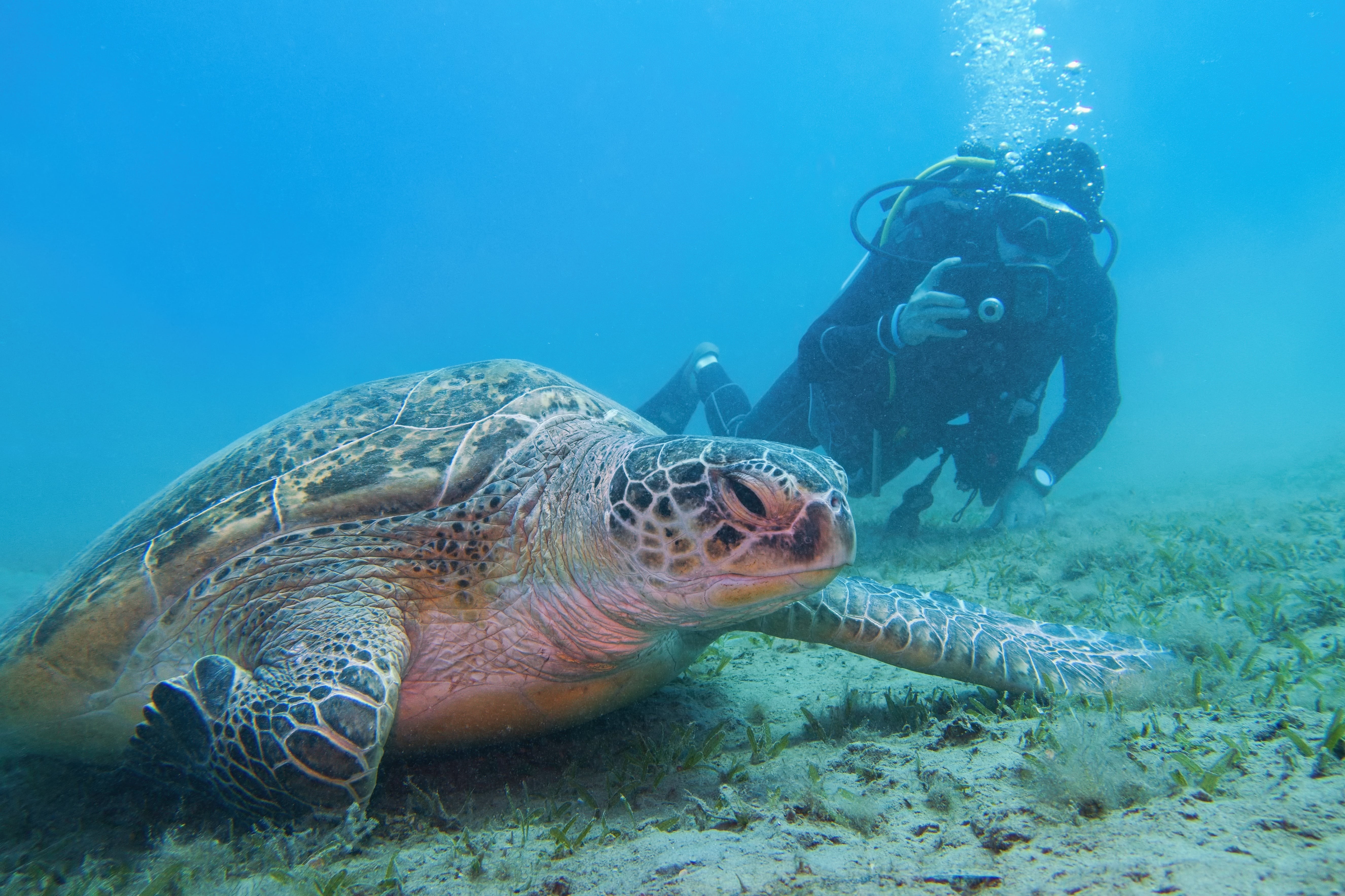 Sea turtle in The Great Barrier Reef, Australia