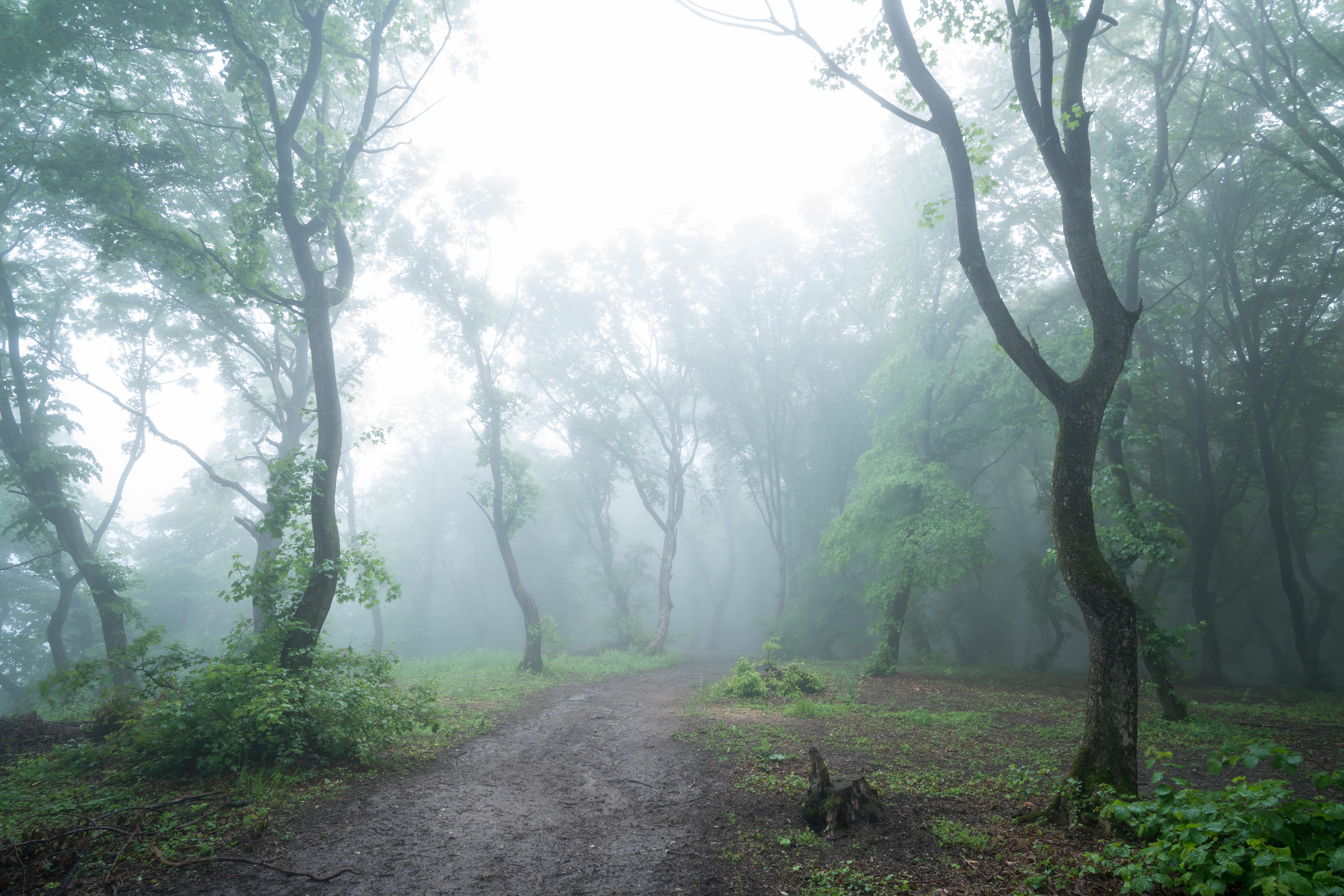 Hoia Baciu Forest, Romania