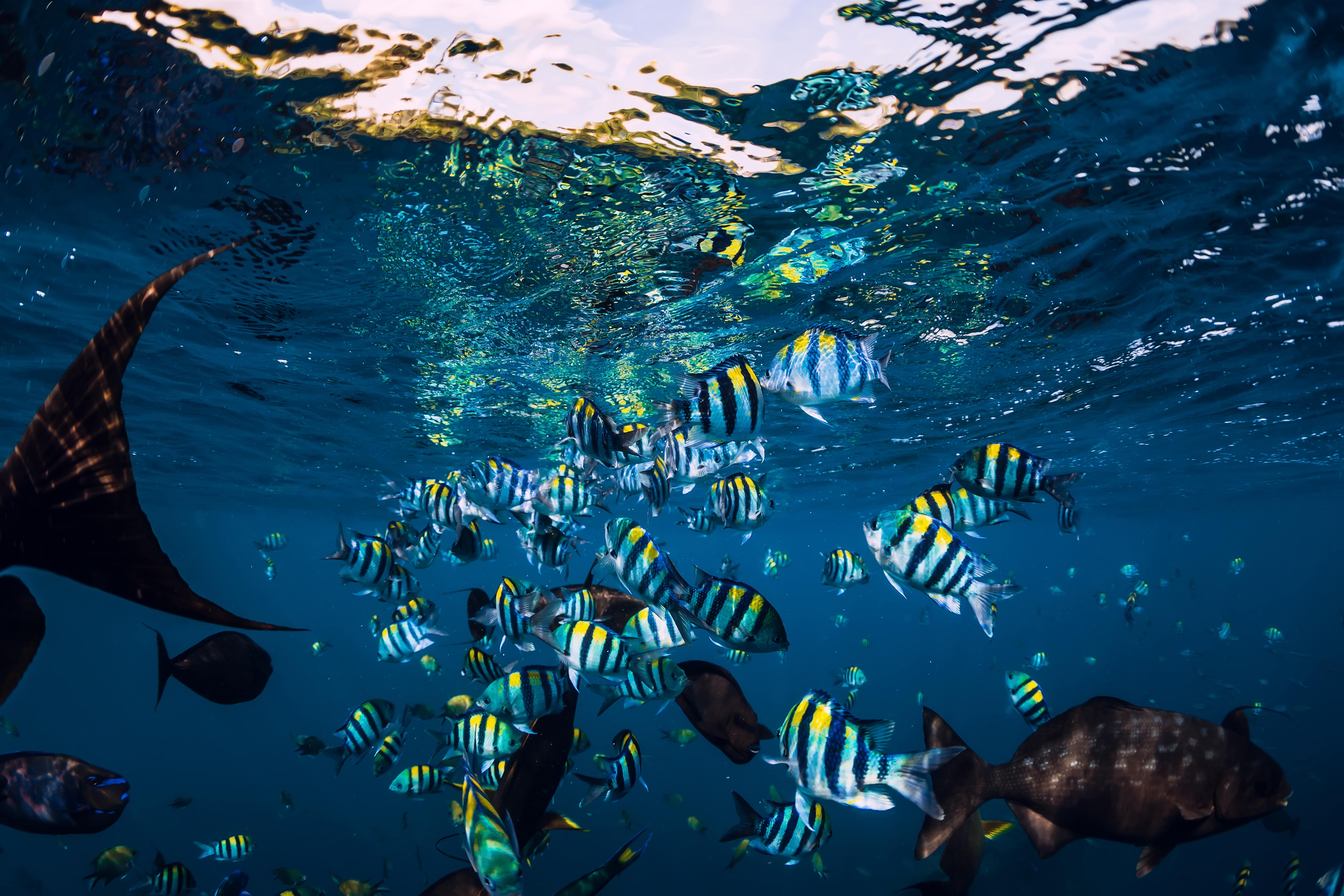Tropical Sea life in Bali