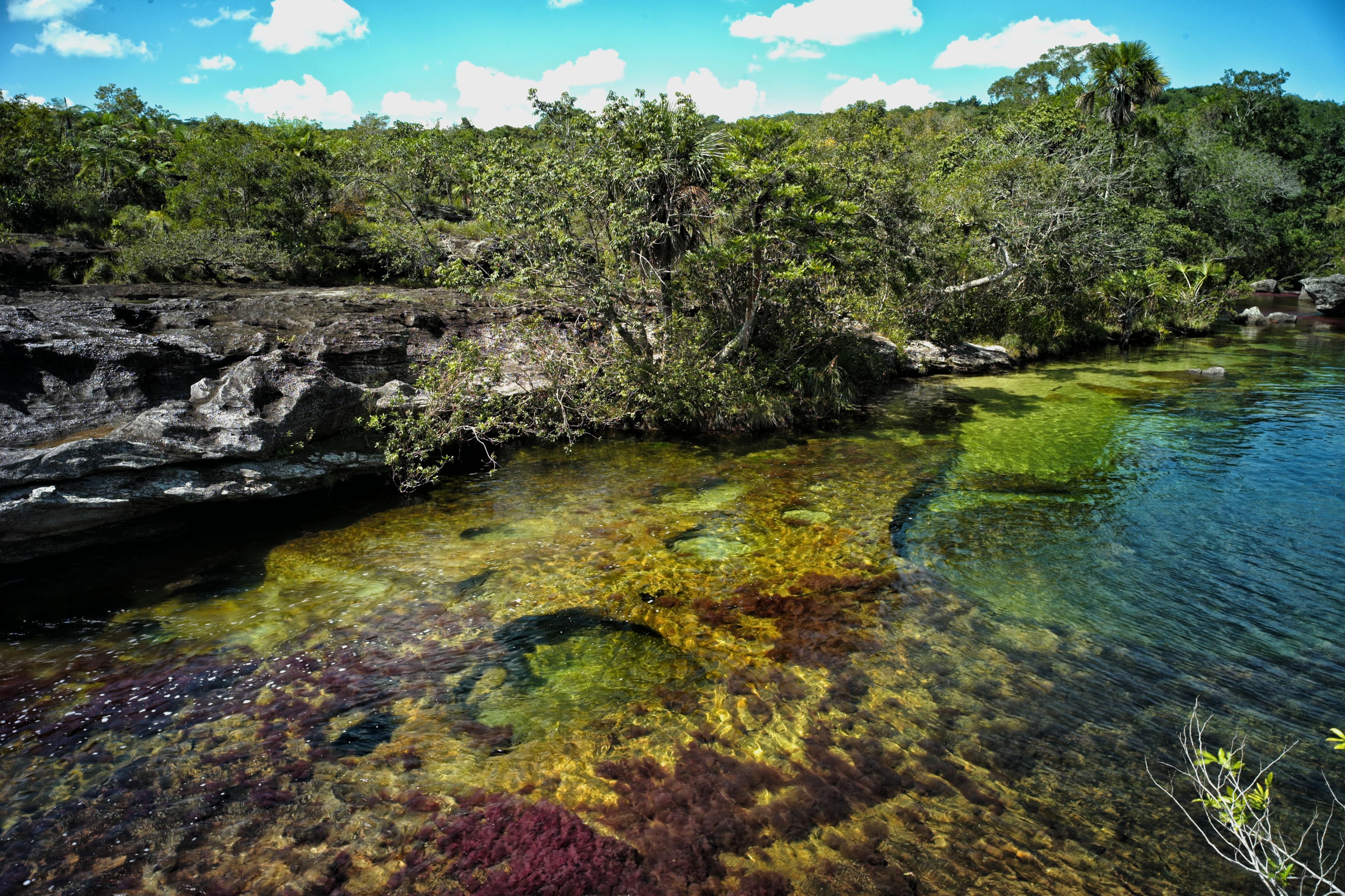 Cano Cristales River
