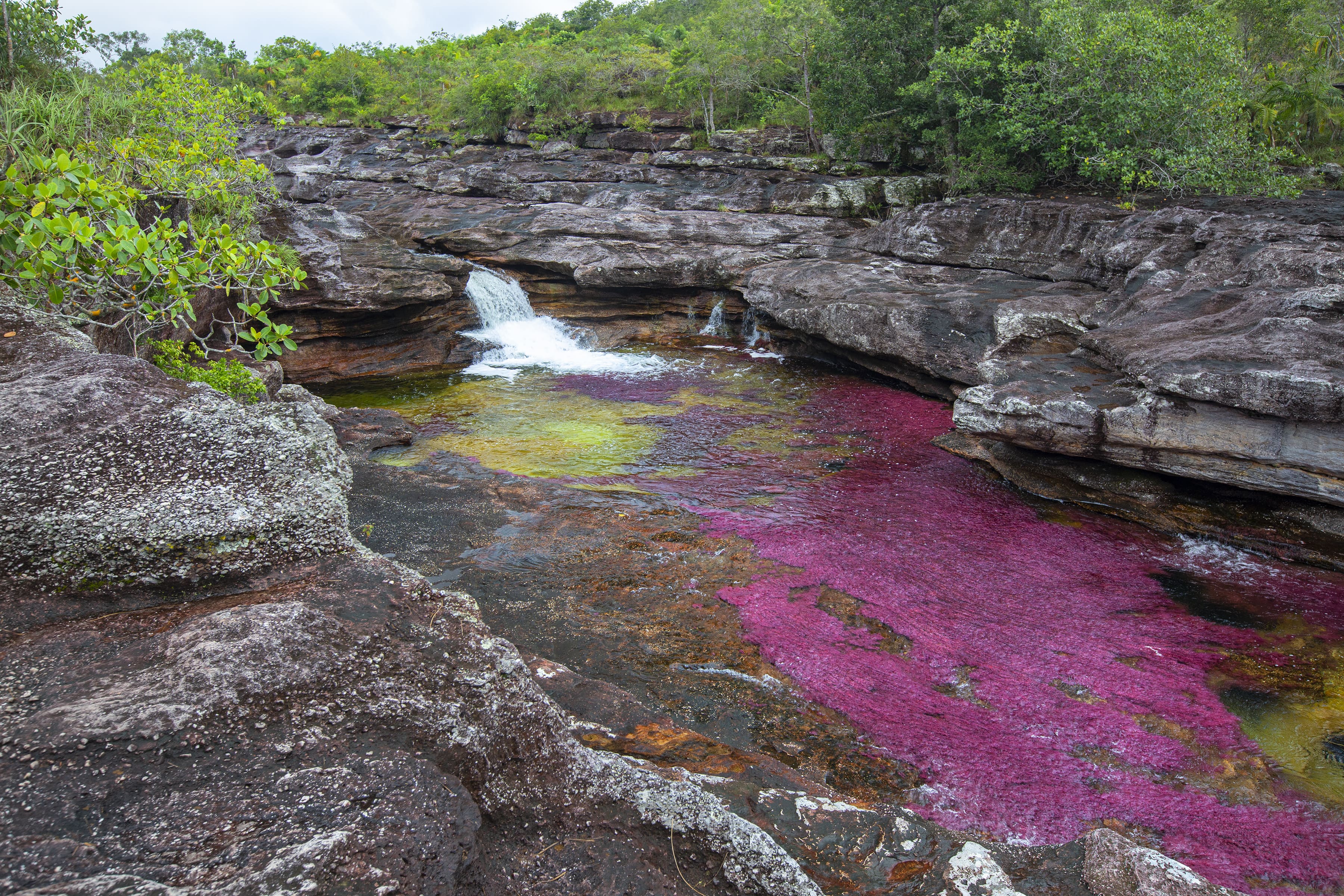 Cano Cristales River