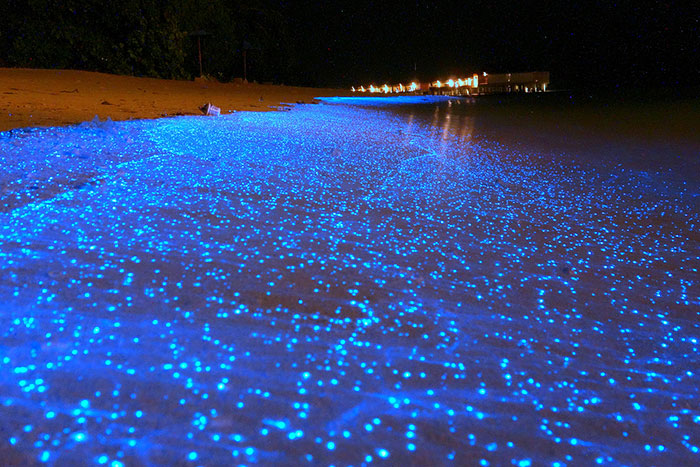 Bioluminescence