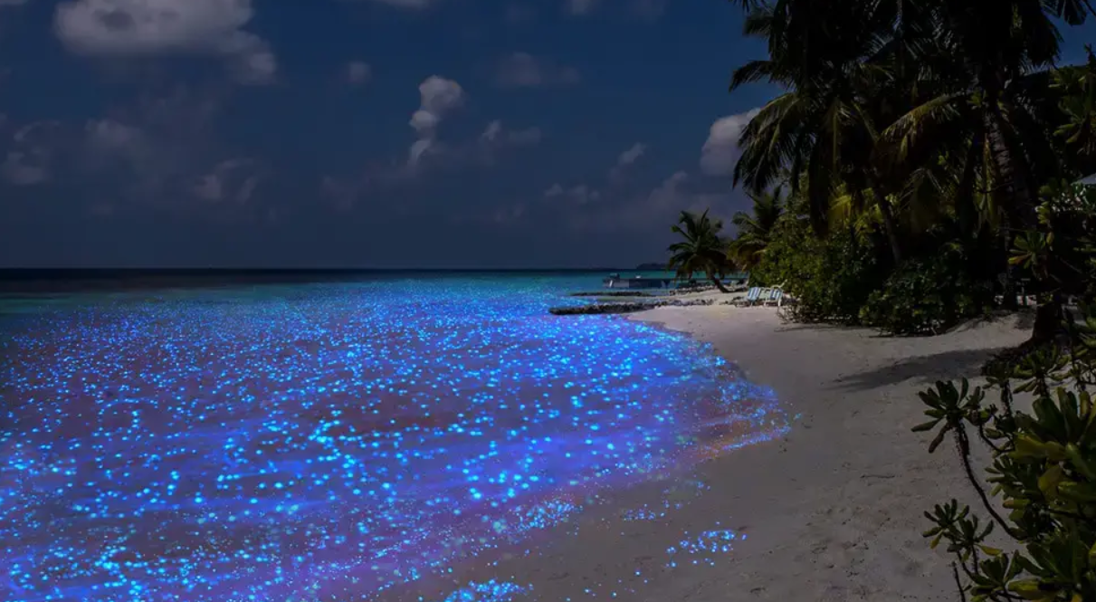 glowing beach