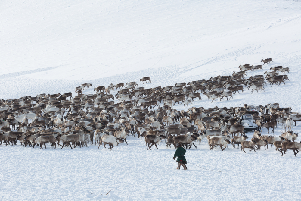 Nenets man collects a herd of reindeers