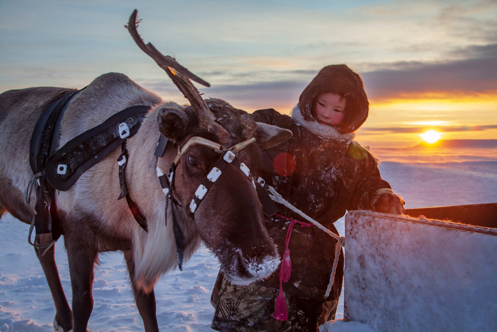 a girl from the Nenets playing on deer pastures stroking her deer