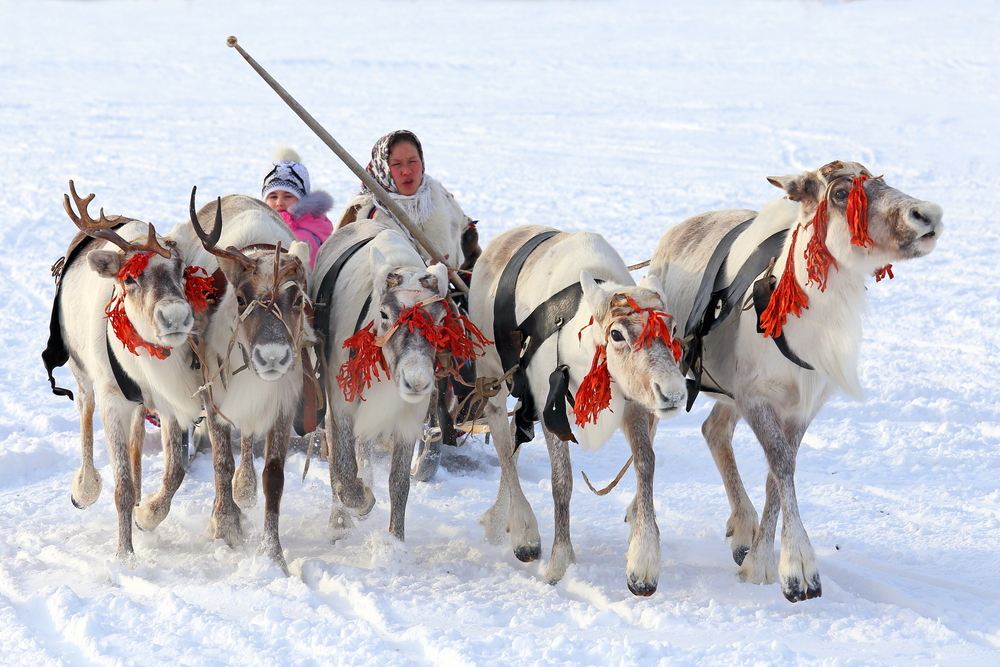 Nenets woman and deer