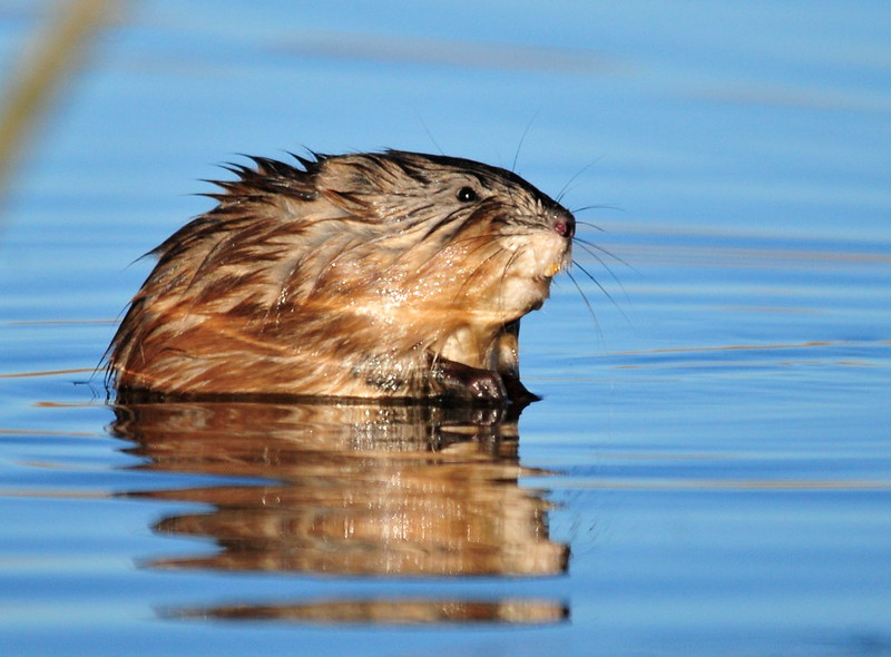 Close-up of a Muskrats head coming out of water