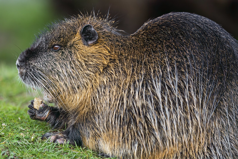 Close-up profile photo of A nutria on the grass