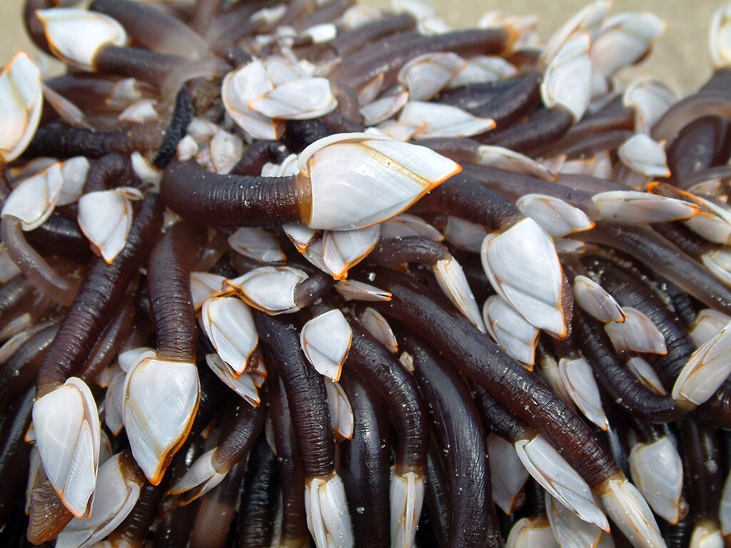 Gooseneck Barnacles (Lepas anatifera)