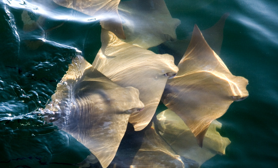 Photo of a school of Golden Cownose Rays (Rhinoptera steindachneri)