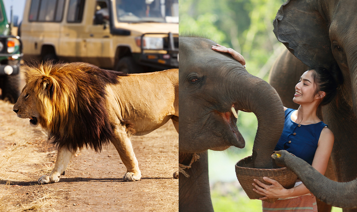 Rss Thumb - Best Wildlife Tours