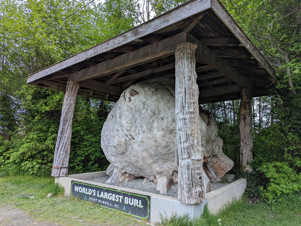 Port McNeil, wooden burl