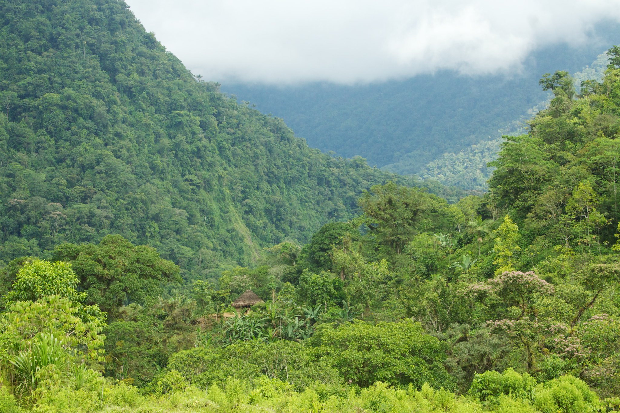 Lone traditional Kogi hut in Colombia rainforest