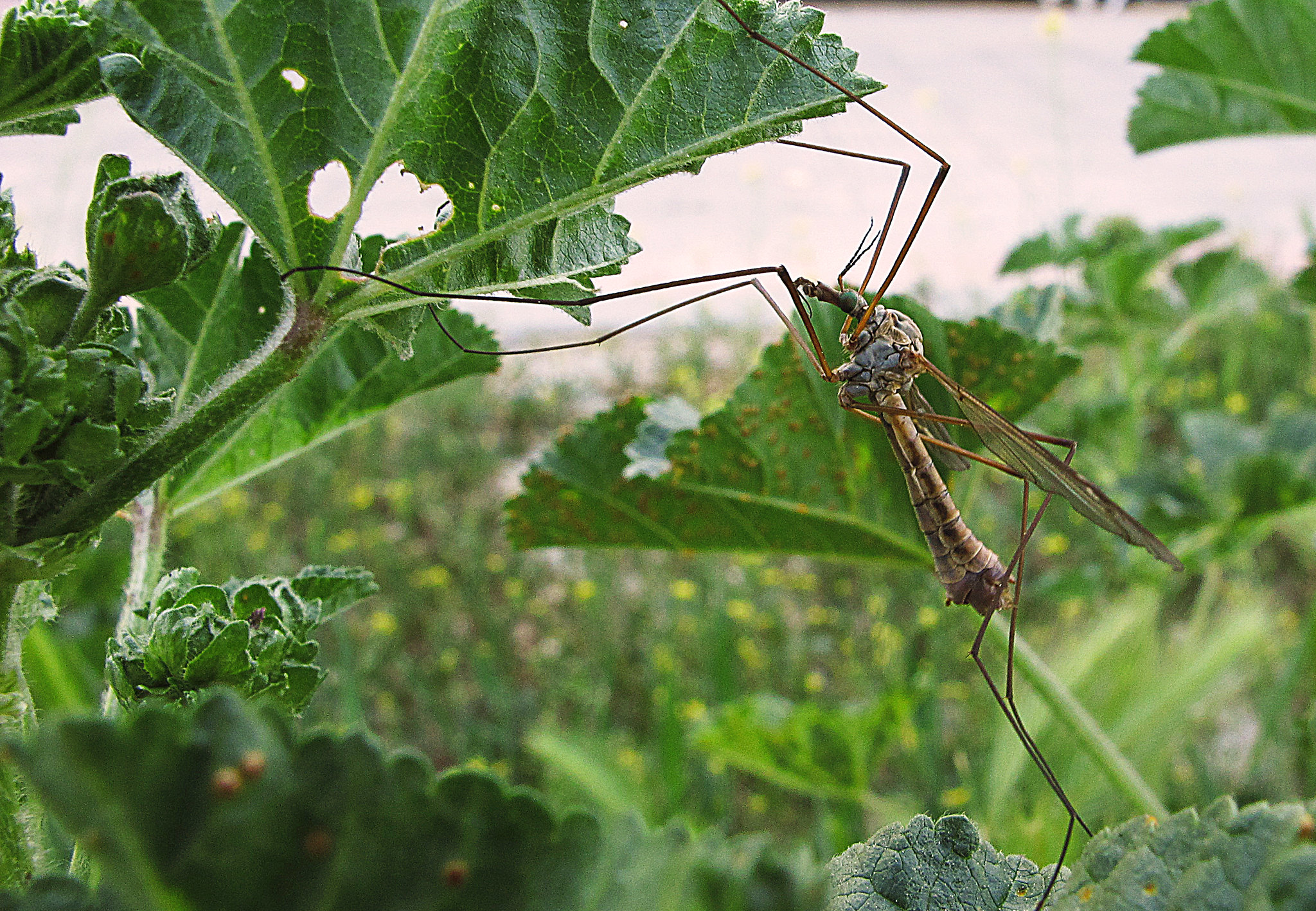Zancudos - mosquitoes that transmit Malaria
