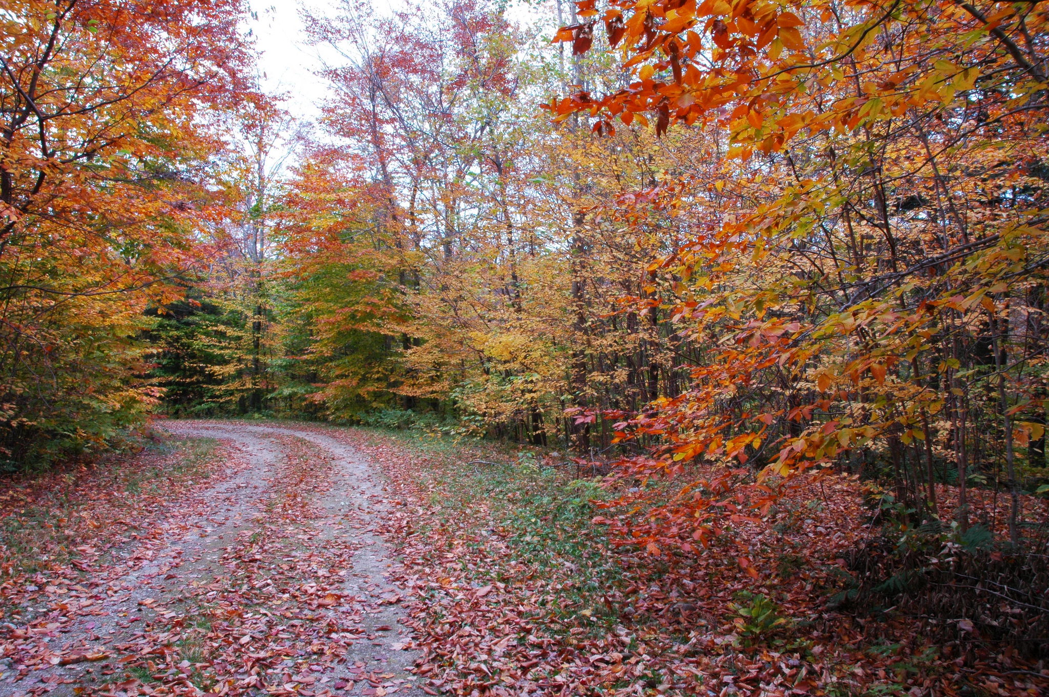 Green Mountain National Forest
