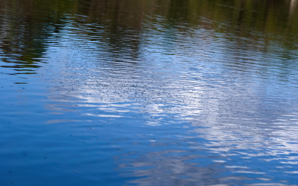 Invasion of the Stinging Mosquitoes