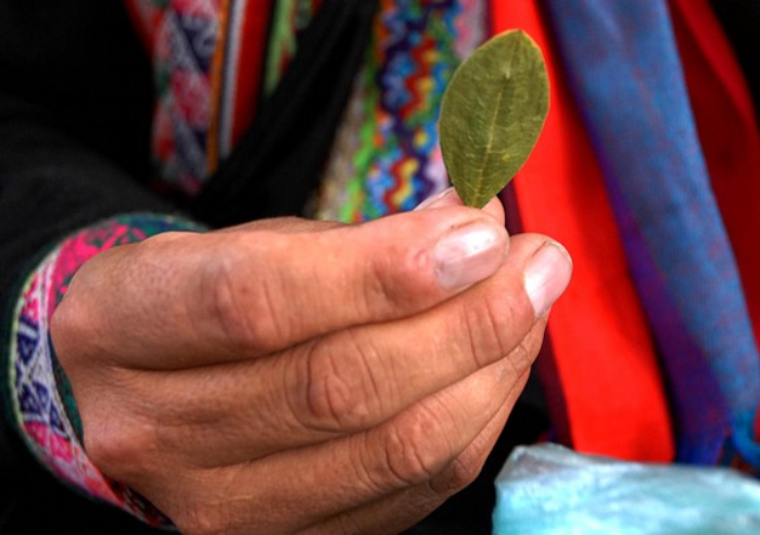 A person holding a coca leaf