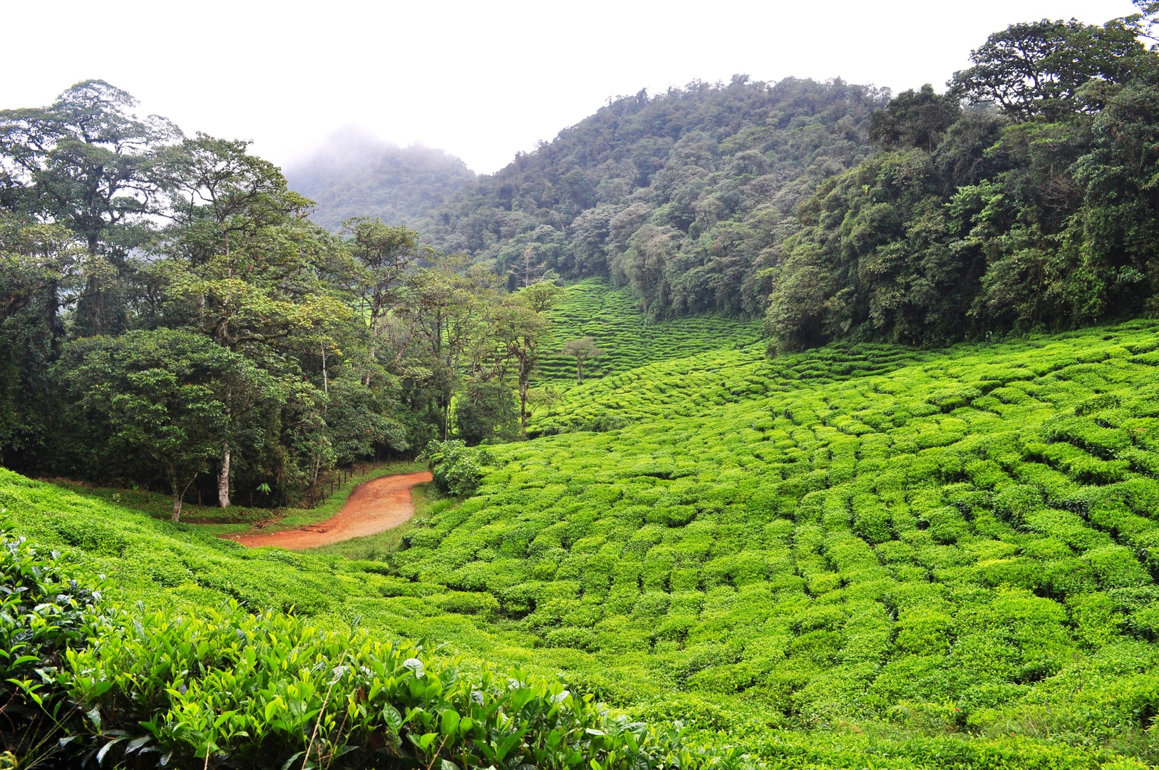 Tea Plantation in Colombia's Rainforest