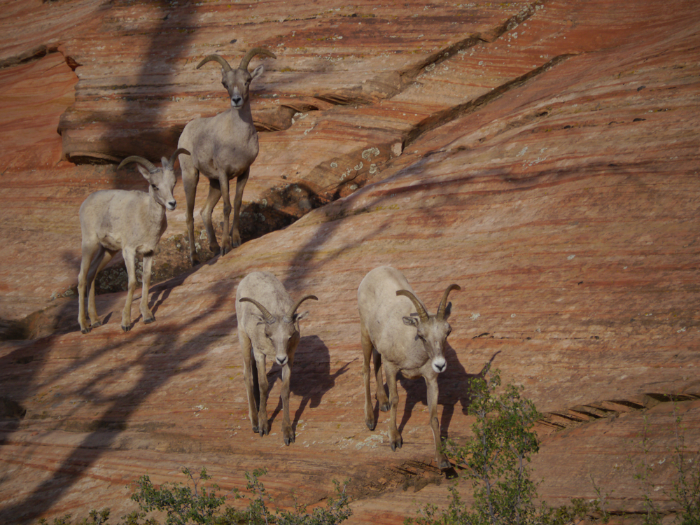 Herd of Bighorn Sheep, Zion National Park Utah