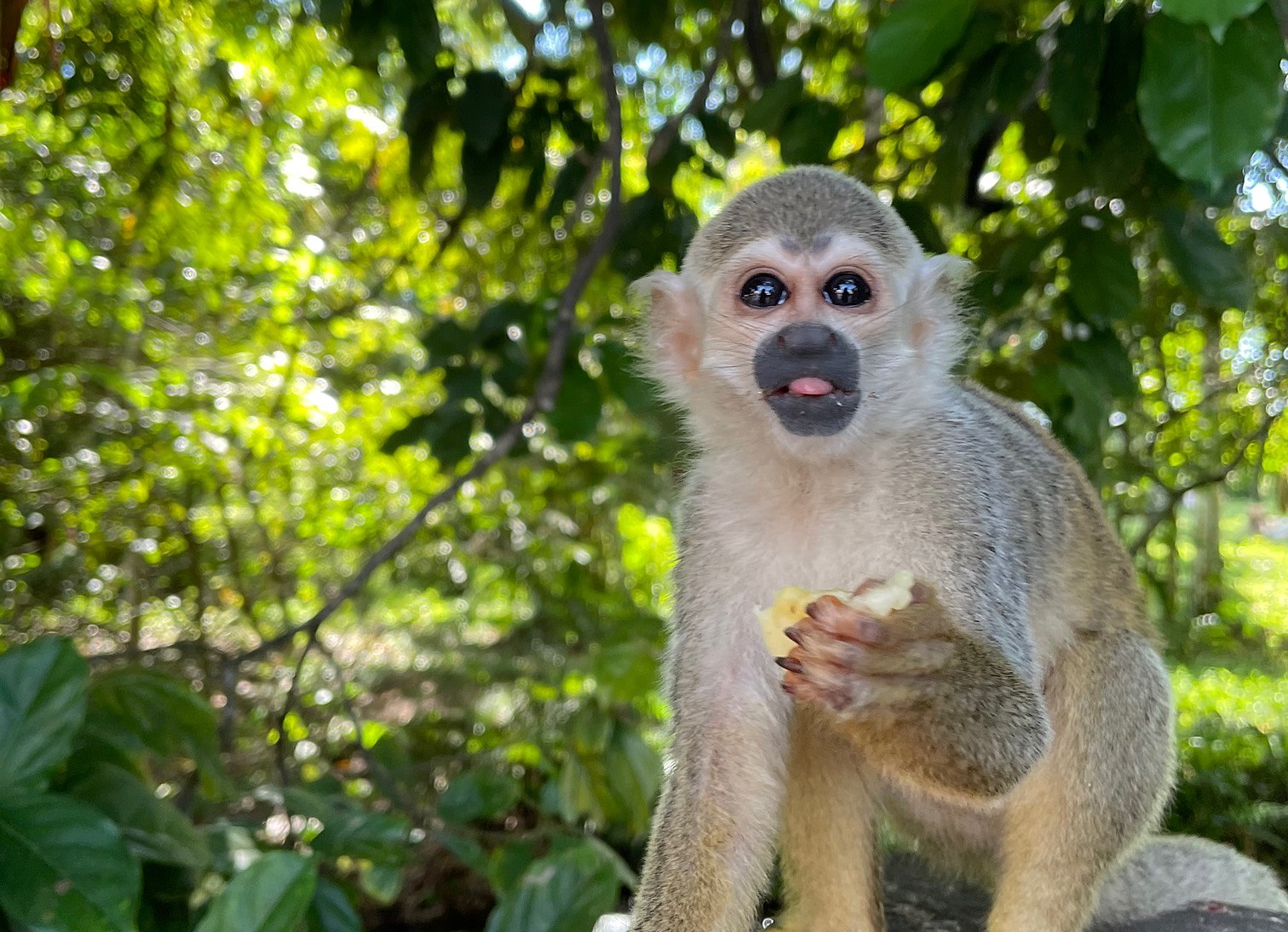 Squirrel Monkey In Villavicencio, Colombia
