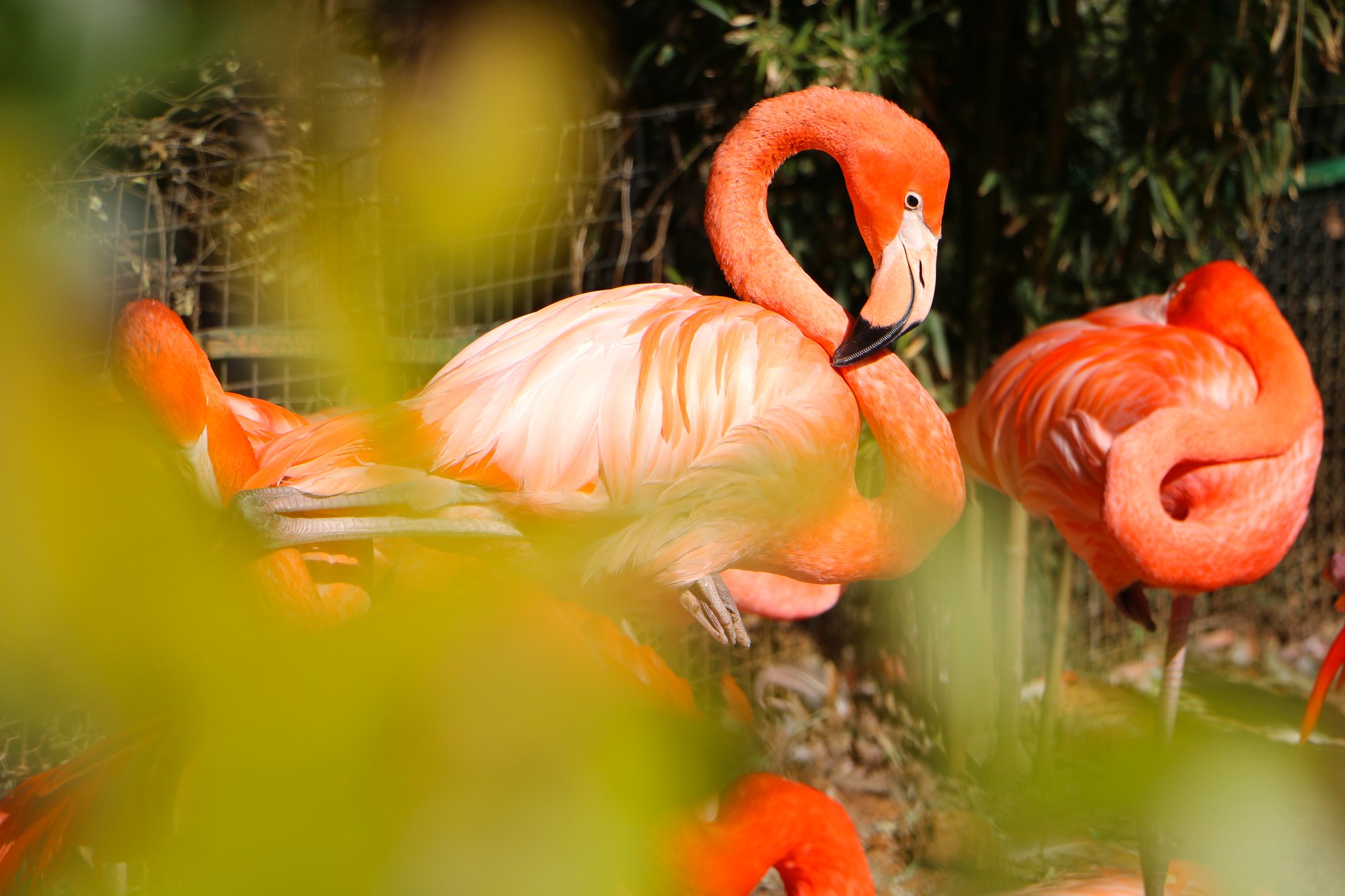 Flamingo at Fort Worth Zoo - Texas