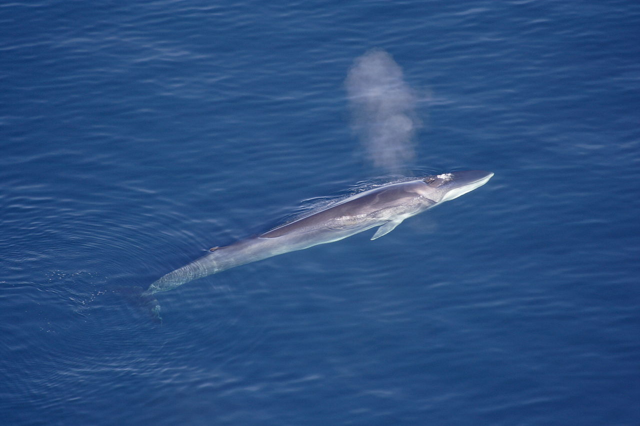 Fin whale (Balaenoptera physalus)