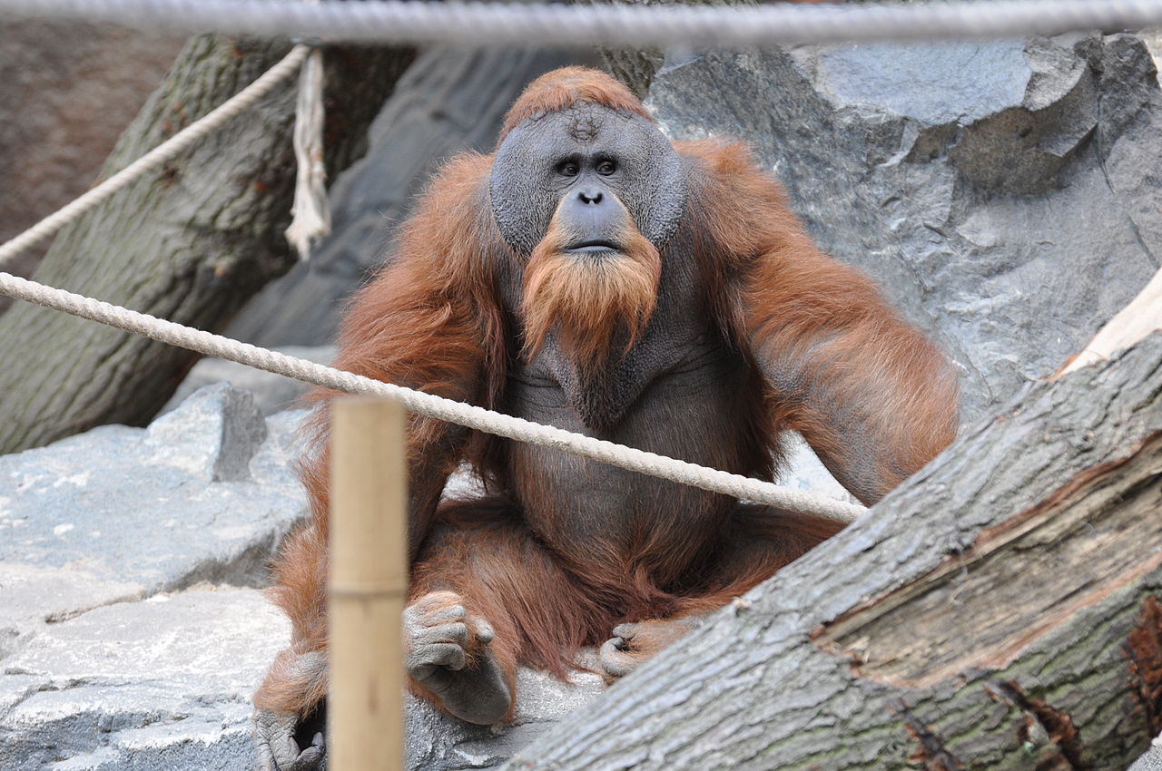 Sumatran orangutan