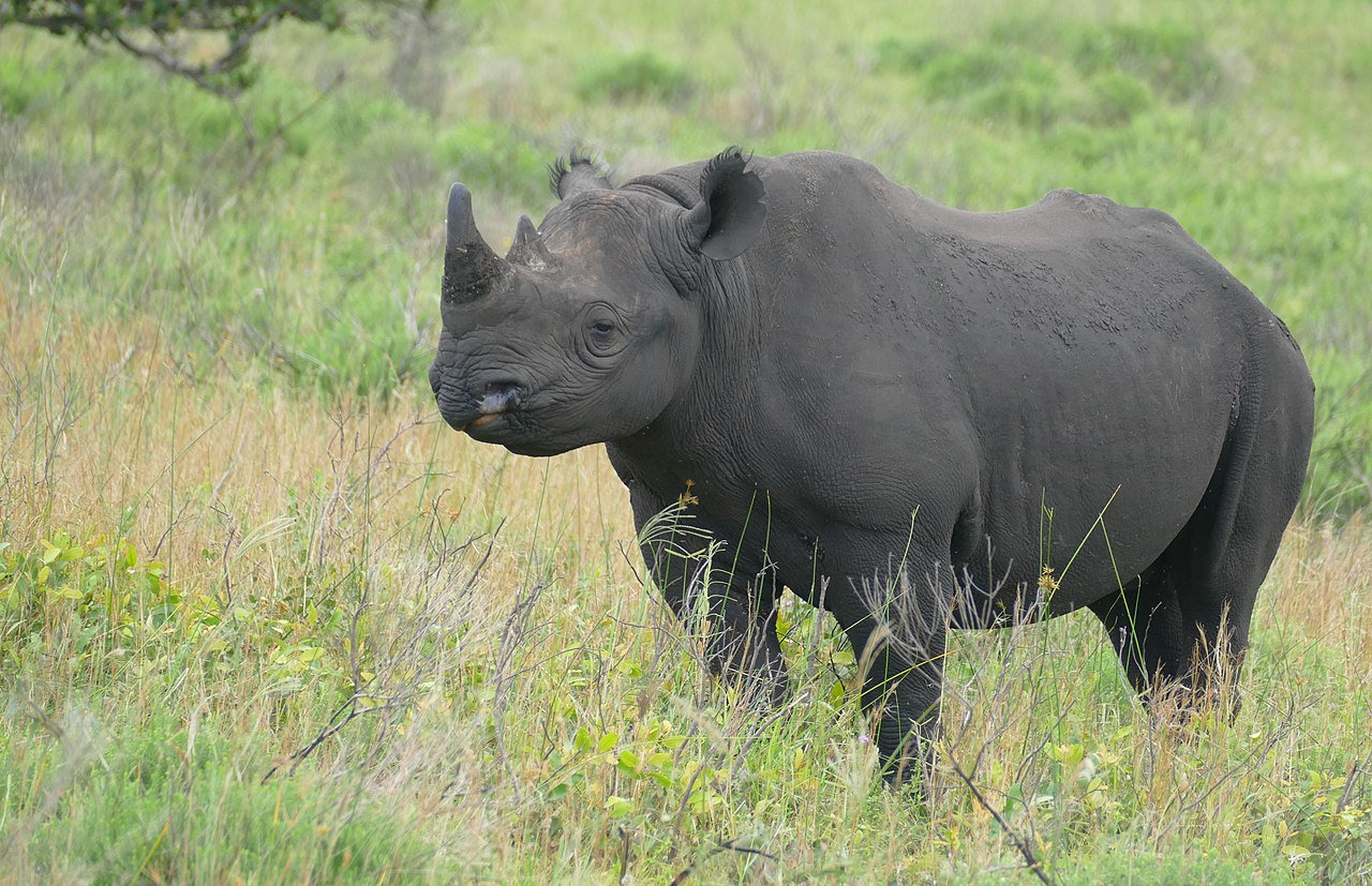 African Black Rhino (Diceros Bicornis)