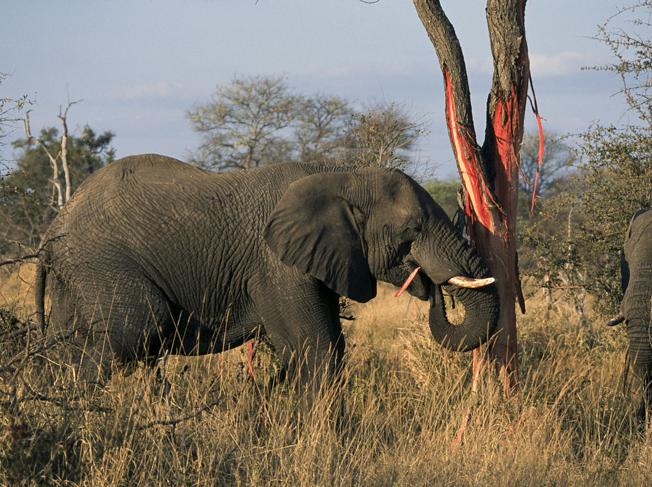 Elephants Eating (Loxodonta Africana) (Kruger National Park, 2002)