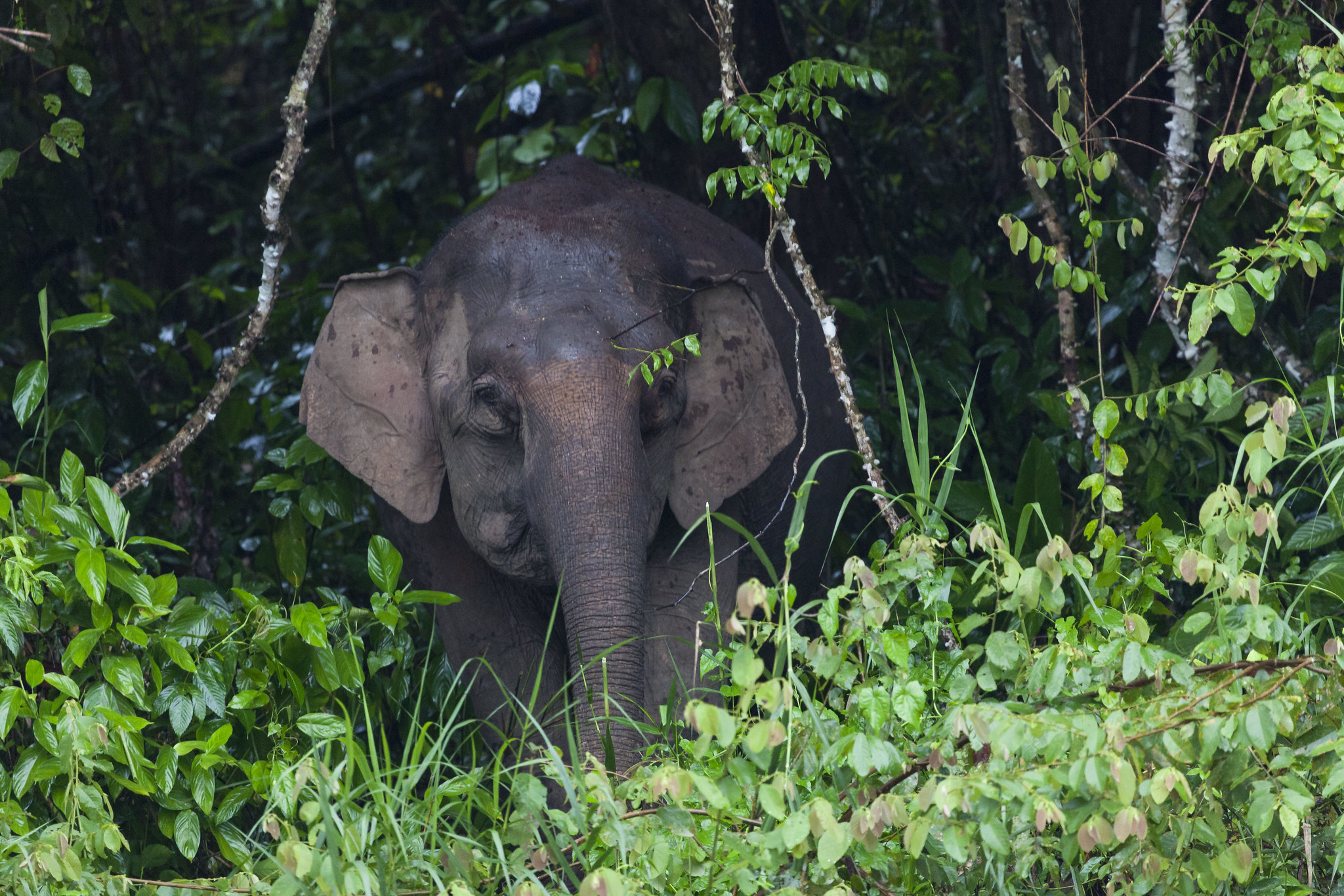Borneo pygmy elephant