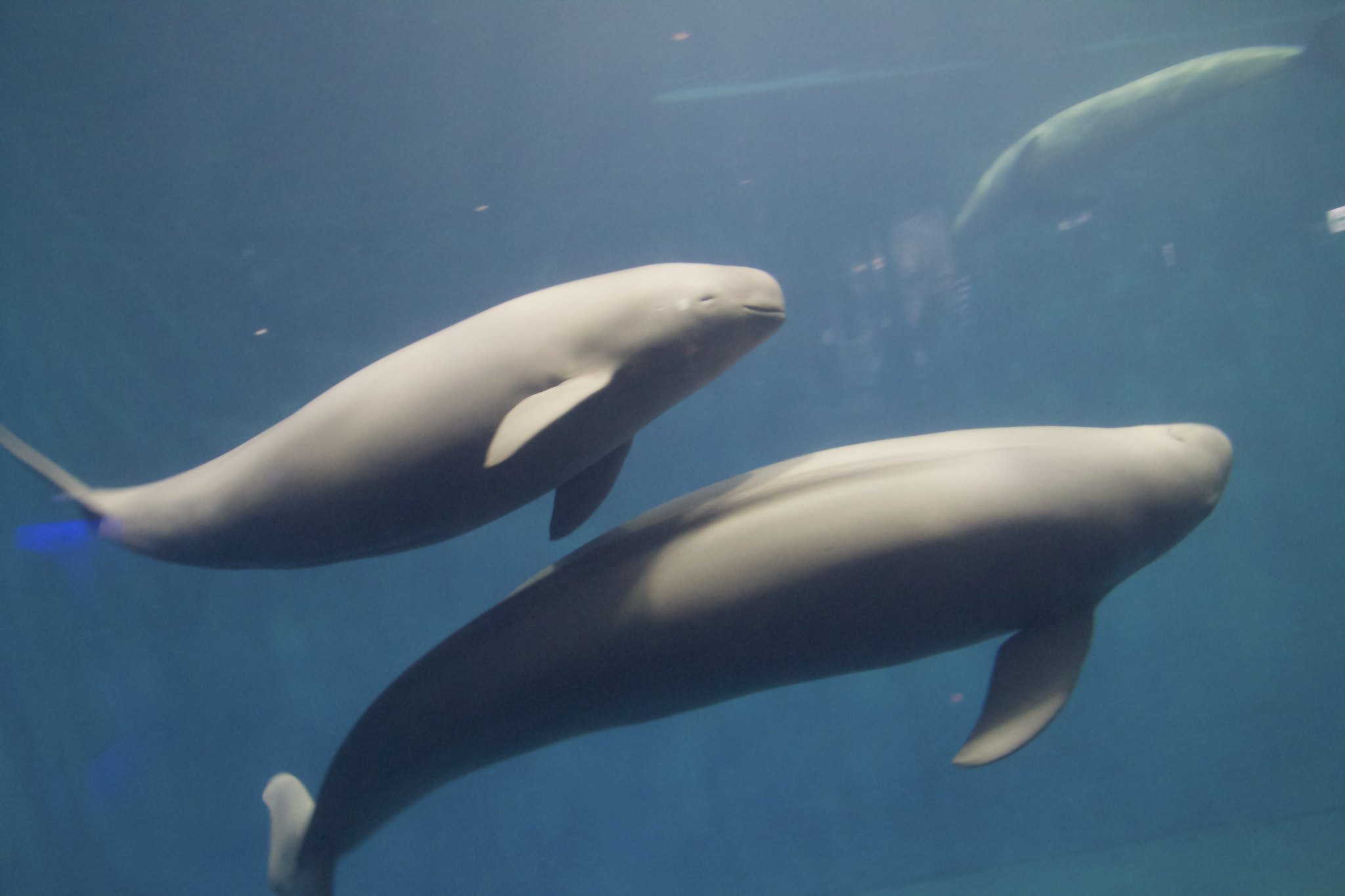 Finless Porpoises