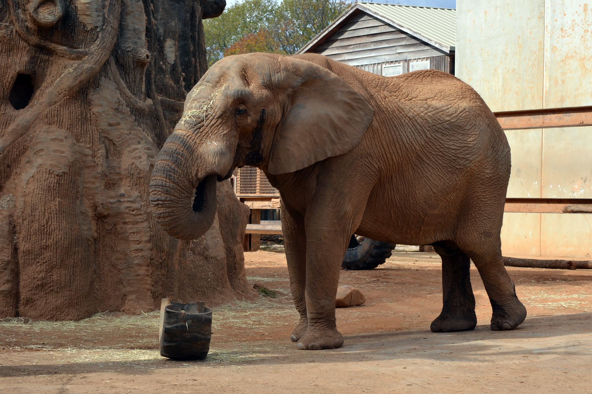 An elephant at the Zoo Knoxville