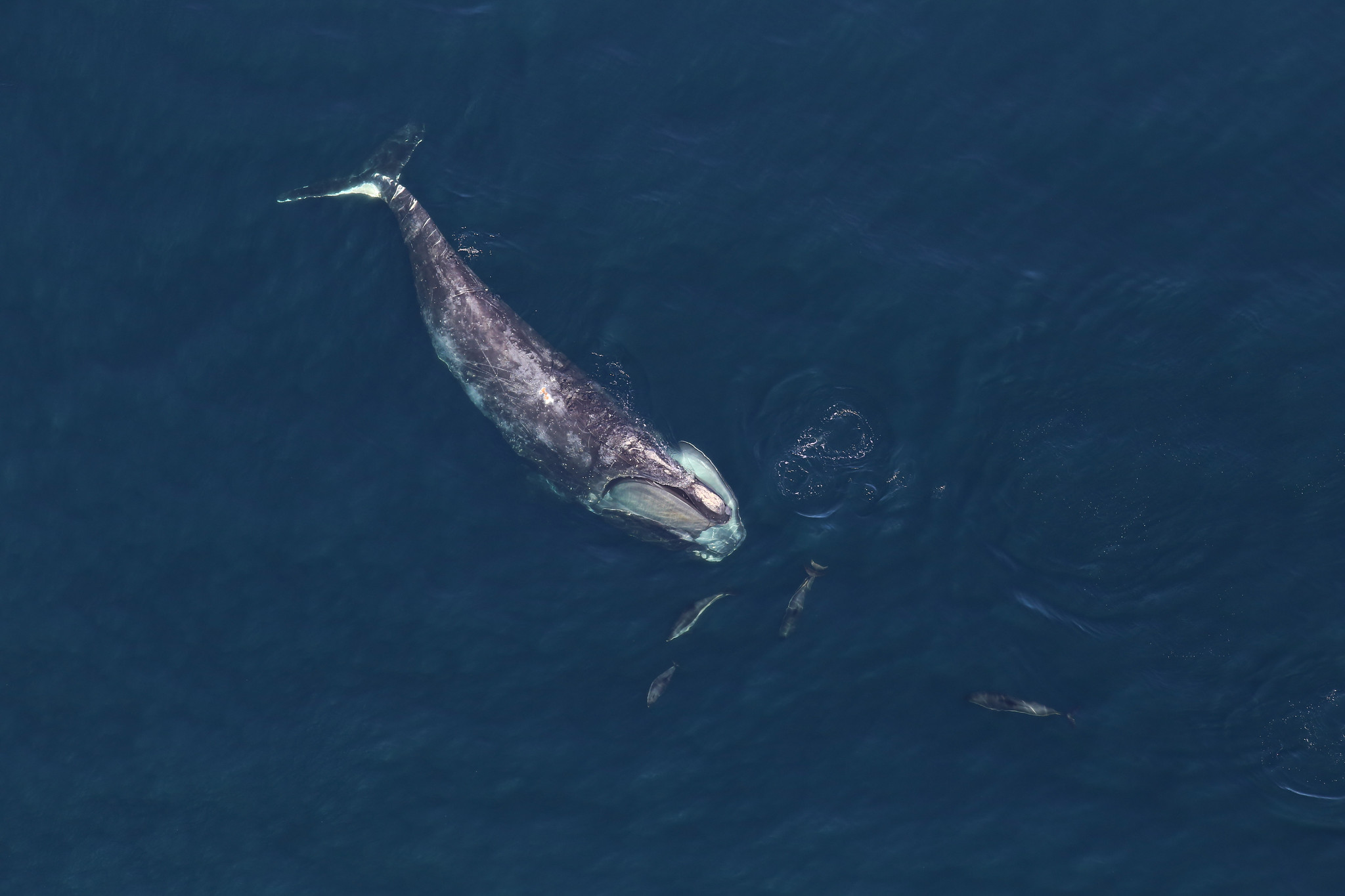 North Atlantic right whale