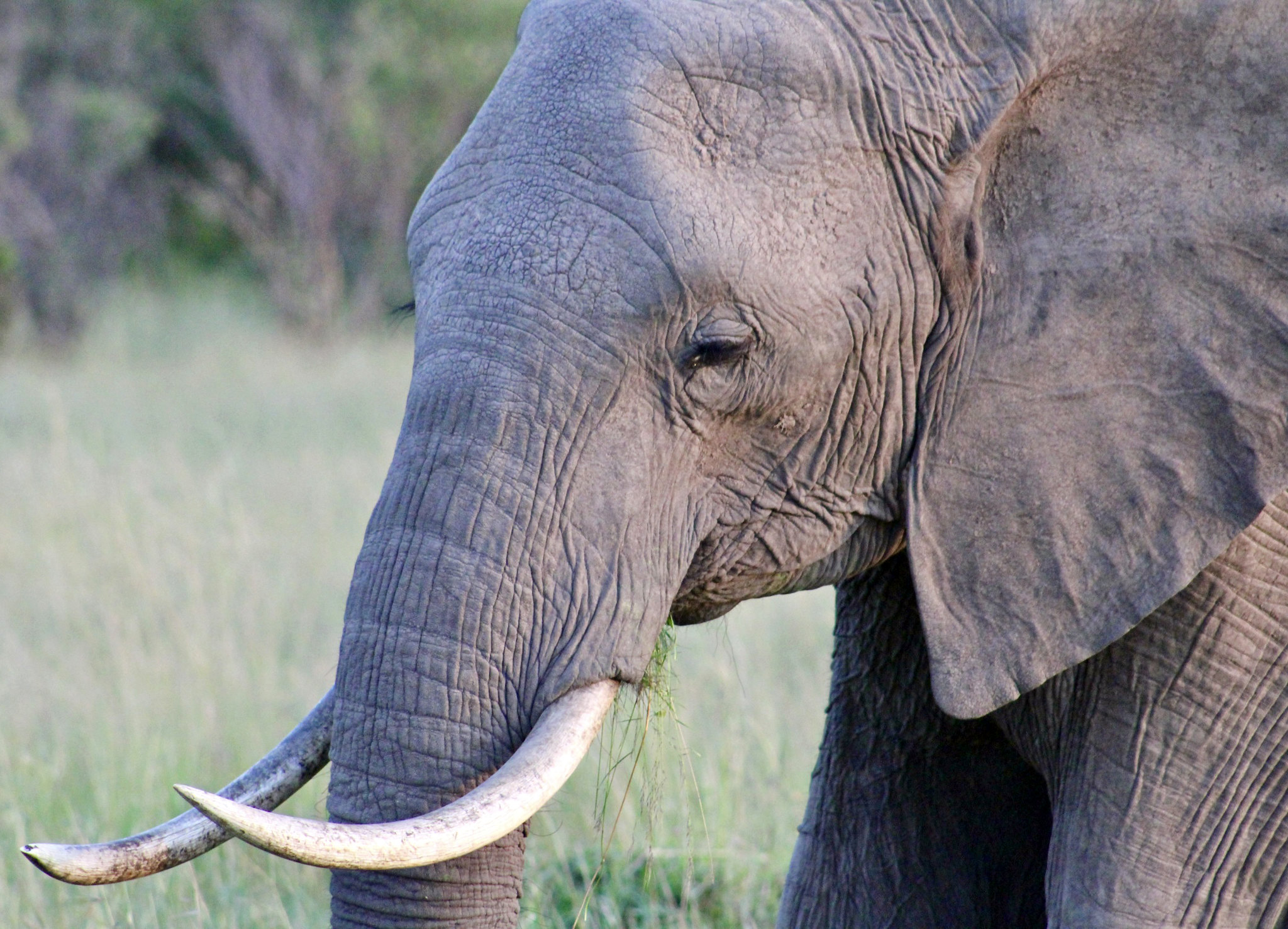 Loxodonta africana (African bush elephant)