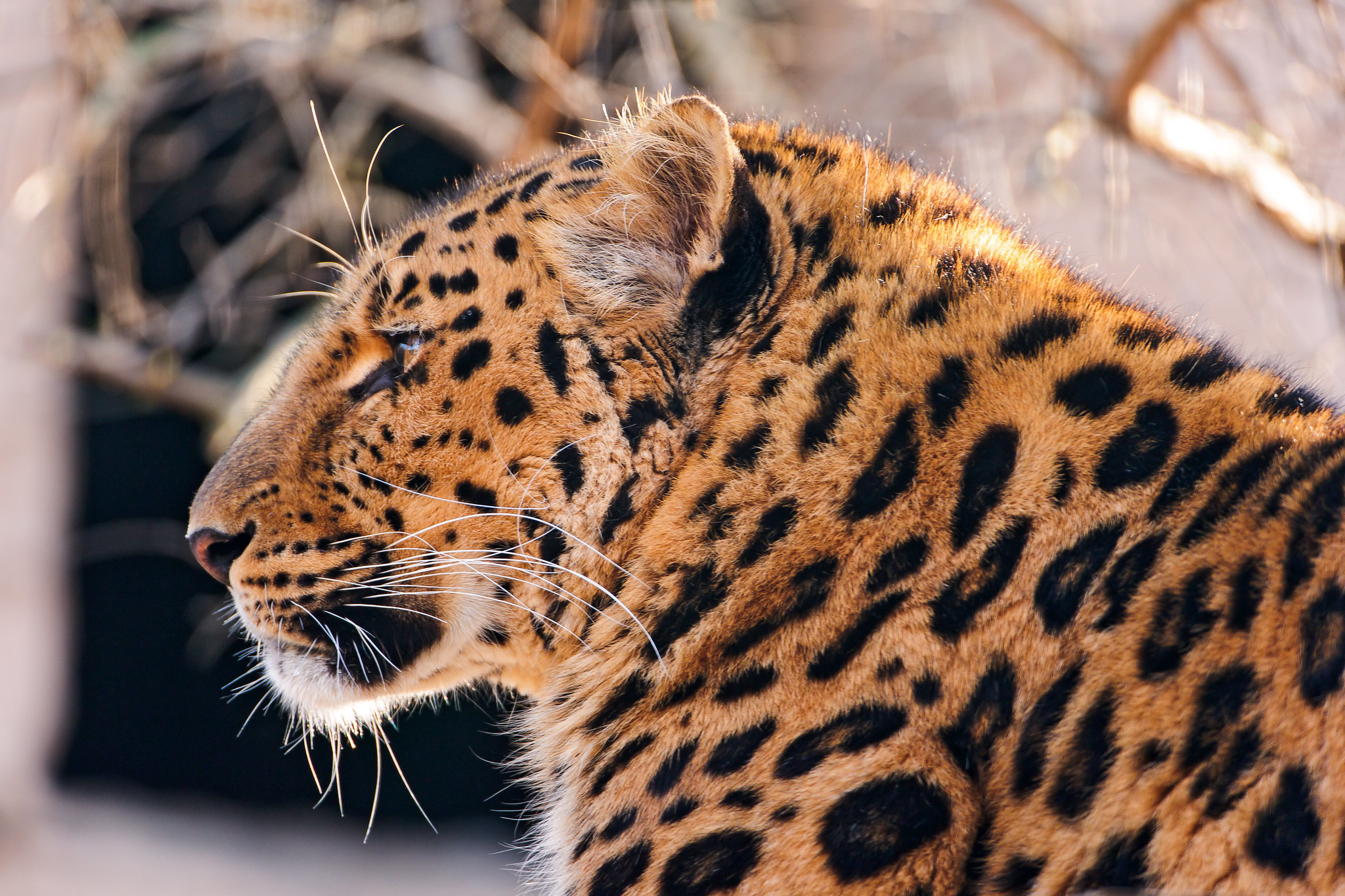 Profile of an Amur leopard