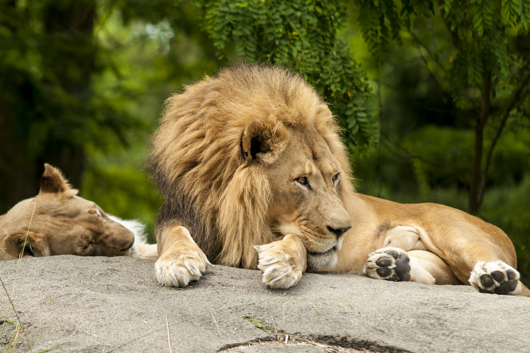 Lions at the Woodland Park Zoo