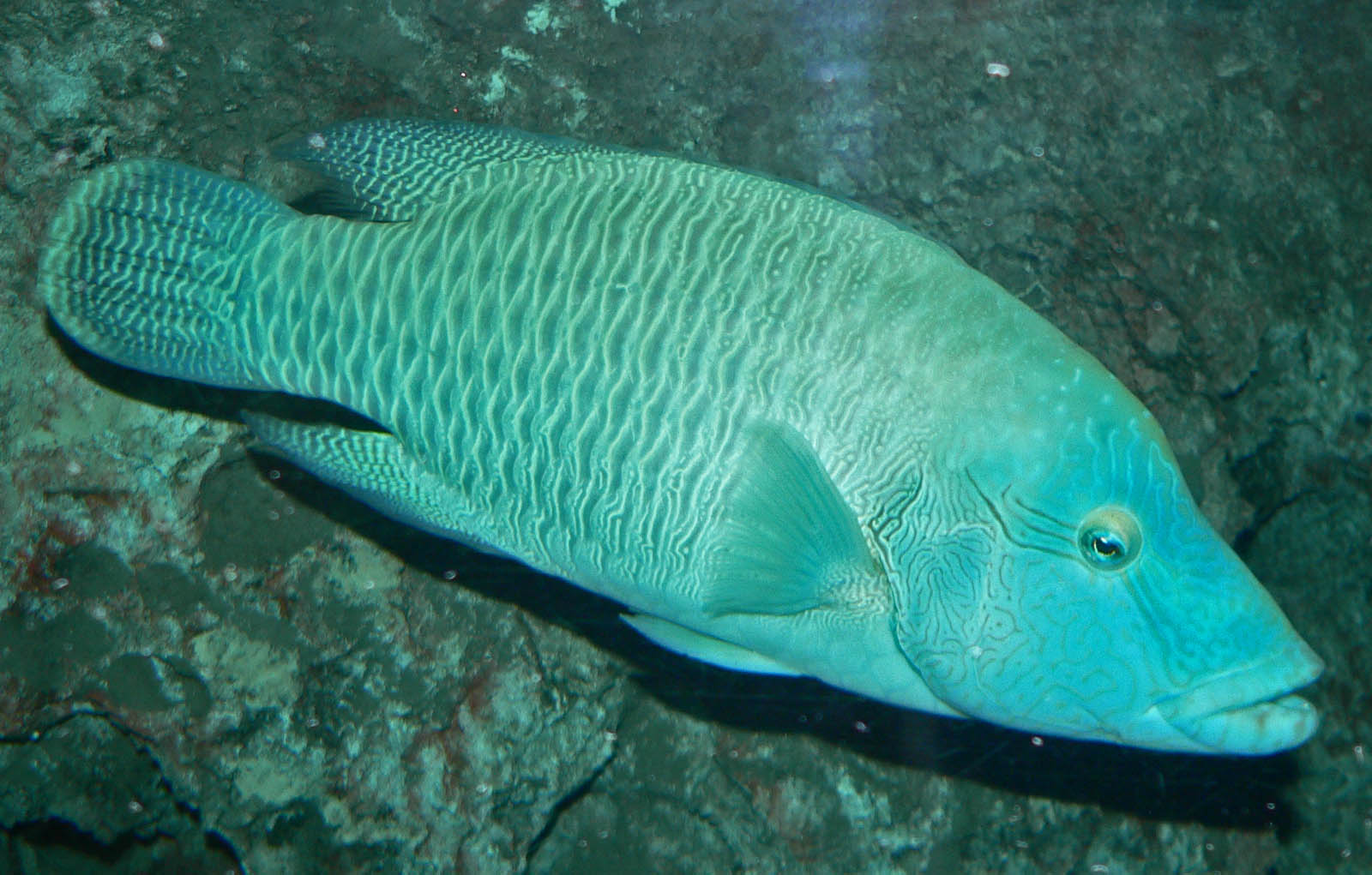 Humphead (Cheilinus Undulatus)