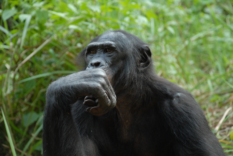 A Bonobo monkey