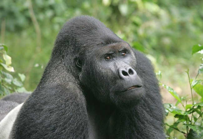 Eastern Lowland Gorilla (Gorilla beringei graueri)