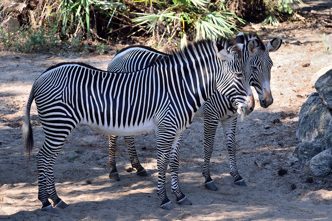 Zebras At The Brevard Zoo