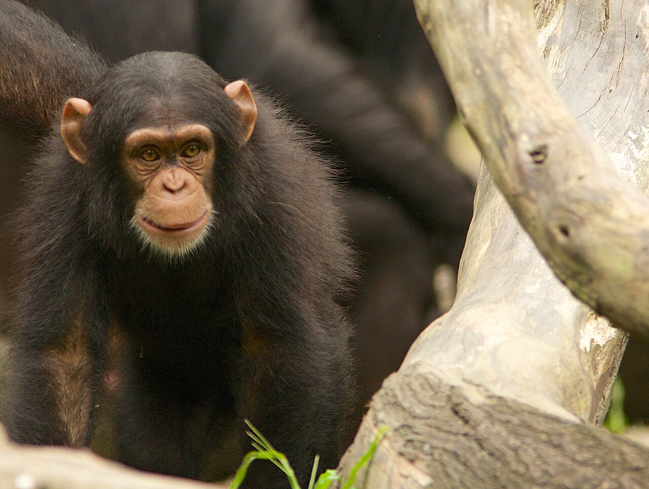 A juvenile Chimpanzee