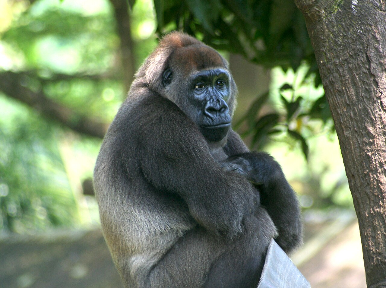 Cross River Gorilla (Gorilla gorilla diehli)