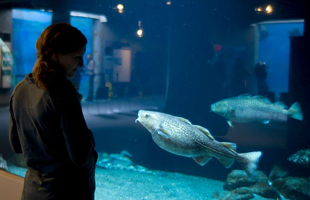 Alaska SeaLife Center in Seward, Alaska