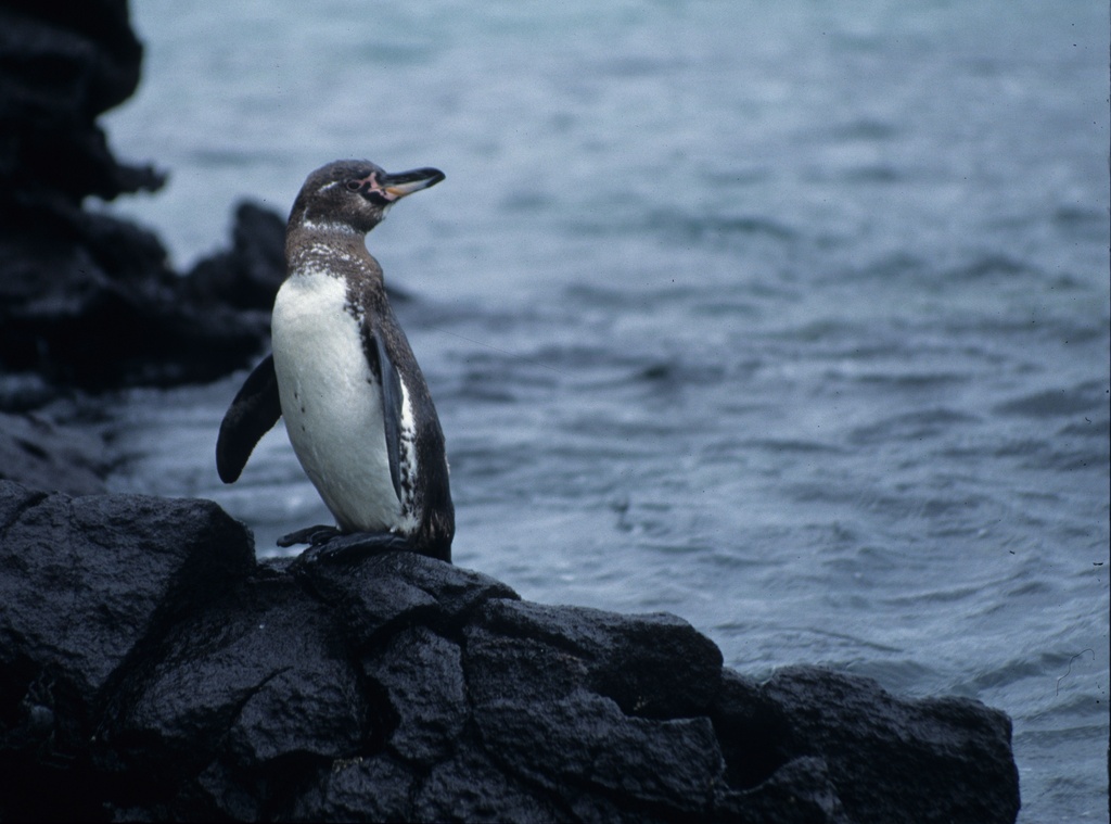Galapagos Penguin (Spheniscus mendiculus)