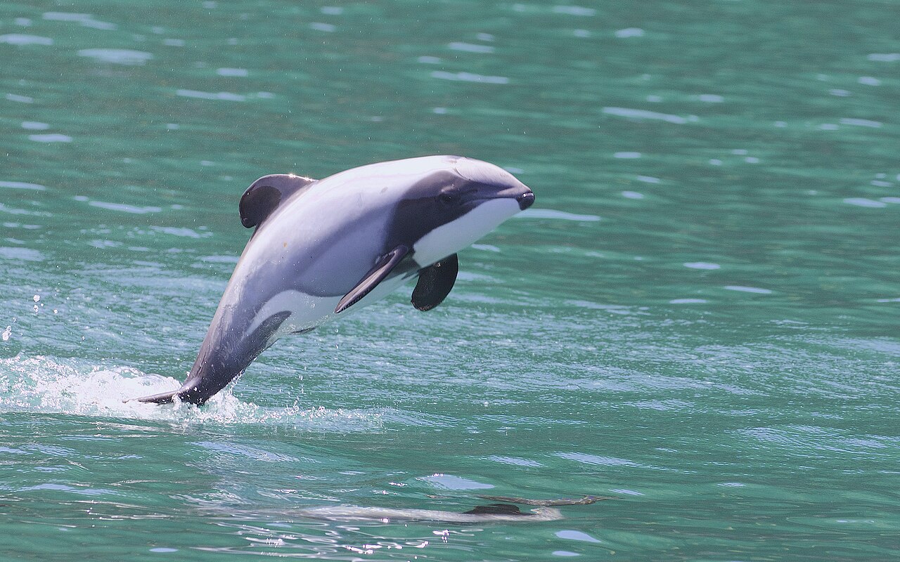 Hector's Dolphin (Cephalorhynchus hectori)